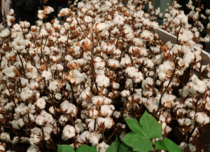 棉花分級：棉花分級室的模擬晝光照明光源